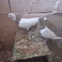 سینه و طوقی