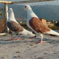 ۵ تا کبوتر رنگی عالی|پرنده|دلند, |دیوار