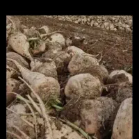 ارسال  چغندر  به سراسر کشور