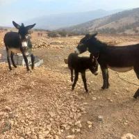 الاغ|حیوانات مزرعه|چرام, |دیوار