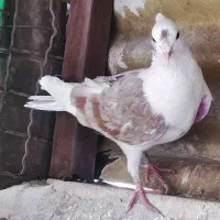 کبوترگرفتنی بلندی آماده پروندن