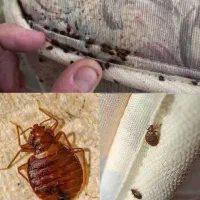 سمپاشی ساس سم پاشی سوسک مورچه کنه موش و...