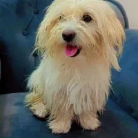 پاپی پشمالو