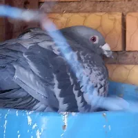 پرنده|پرنده|نهبندان, |دیوار