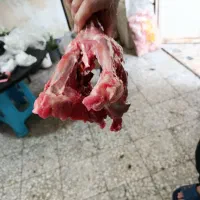 اسکلت بوقلمون کشتار روز و تازه|لوازم جانبی حیوانات|رشت, پل تالشان|دیوار