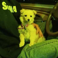 پامر اشپیتز روباهی