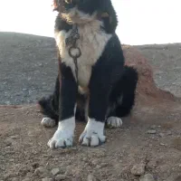 واگزاری نر قدرجونی خالص