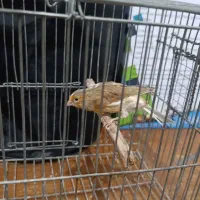 قنار مست مست روانی