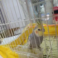 عروس هلندی