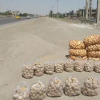 کارگر ساده میوه فروشی|استخدام خدمات فروشگاه و رستوران|گلمکان, |دیوار