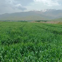 فروش زمین کشاورزی بین رزینی و فارسبان|فروش زمین و ملک کلنگی|خزل, |دیوار