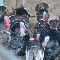 بوقلمون برنز نر و ماده|حیوانات مزرعه|اندیمشک, |دیوار
