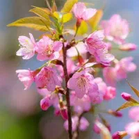 نهال اواکادو و ارقام دیگر|گل و گیاه طبیعی|ایرانشهر, |دیوار