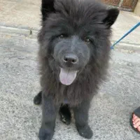 سگ چاوچاو گم شده هرکس پیدا کنه خبر بده ممنون میشم