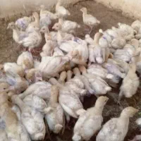 جوجه بوقلمون بیوتی گوشتی|حیوانات مزرعه|بهشهر, |دیوار