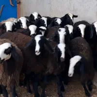 ۲۰ راس بره تقلی ماده گوسفند دوقلوزای شالی|حیوانات مزرعه|شال, |دیوار