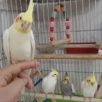 جوجه عروس هلندی