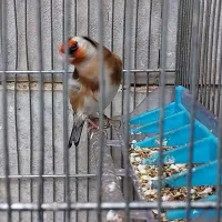 سهره و سهره قناری|پرنده|ری, دیلمان|دیوار