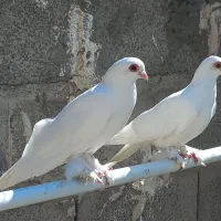 قرمزگوز
