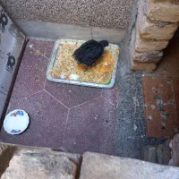 جوجه ۲ ماهه