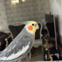 عروس هلندی نر