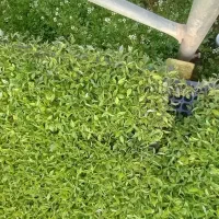 نشاء گوجه|گل و گیاه طبیعی|قزوین, |دیوار