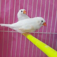 تعدادی فنچ بالغ و جوجه به فروش میرسد|پرنده|مشهد, سمزقند|دیوار