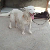 ماده پاکوتاه