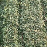 فروش عمده یونجه جو ذرت گندم سویا کلزا