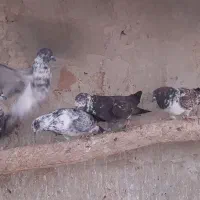 کبوتر سوسی قاره ...تکی فروش نداریم|پرنده|کاشان, ۲۲ بهمن|دیوار