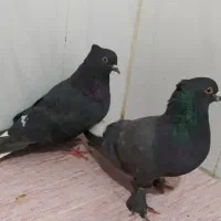 کبوتر دمسفید