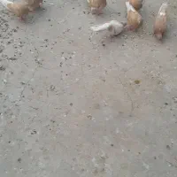 کبوتر پرشی