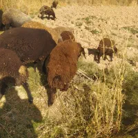 بره نر و ماده|حیوانات مزرعه|شال, |دیوار