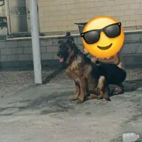 سگ ژرمن کینگ