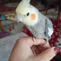 عروس هلندی سینامون نر