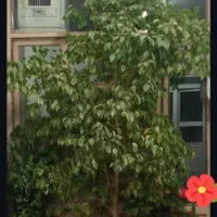 بنجامین زیبا و بزرگ