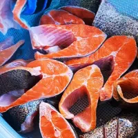 بچه ماهی تروت رنگین کمان|ماهی|لاهیجان, بازکیاگوراب|دیوار