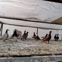 کبوتر|پرنده|شیراز, فضل‌آباد|دیوار