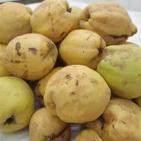 به ، هیوا
