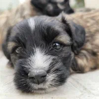 واگذاری سگ شیتسو