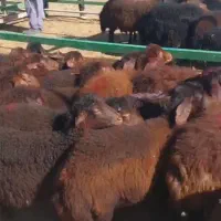 فروش تعدادی بره نر و ماده نژاد همو هترو دو قلو