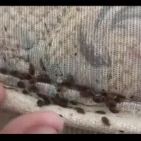 سمپاشی ۱۰۰/ تضمینی ساس سوسک کنه موش ( درمصلی وچمن)