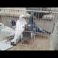 کبوتر بوم|پرنده|مشهد, ایثار|دیوار