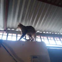 واگذاری ۴ گربه