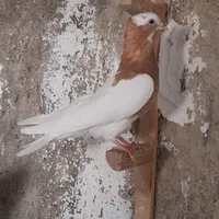 طوقی،طوق زرد|پرنده|شیراز, کوشک میدان|دیوار