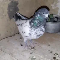 کبوتر پرشی 4طوق|پرنده|ابهر, |دیوار