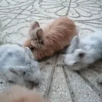 خرگوش لپ|موش و خرگوش|ارومیه, |دیوار