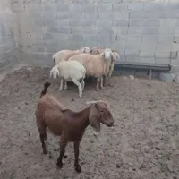 بره .نره آماده.بزه ومیشی چاق فقط برای کشتار جوان|حیوانات مزرعه|شیروان (خراسان), |دیوار