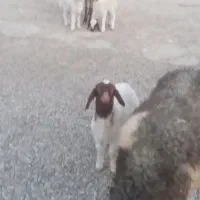 گوسفند وبره|حیوانات مزرعه|کارزان, |دیوار