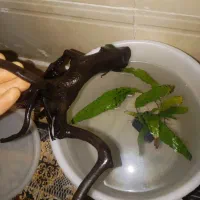 اکواریوم و وسایل اکواریوم